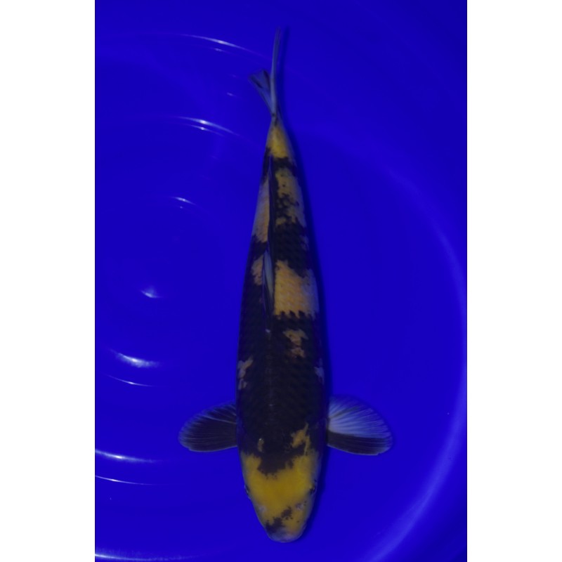 BOWL MARUHIRO 40-45CM