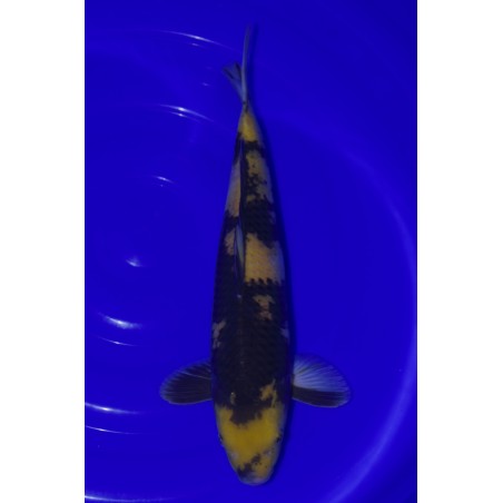 BOWL MARUHIRO 40-45CM