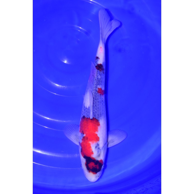 bowl nisais Maruhiro