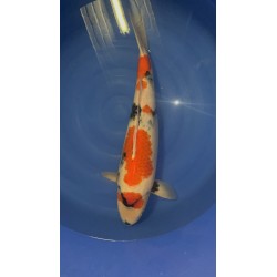 SHOWA SANSAÏ AZUKARI