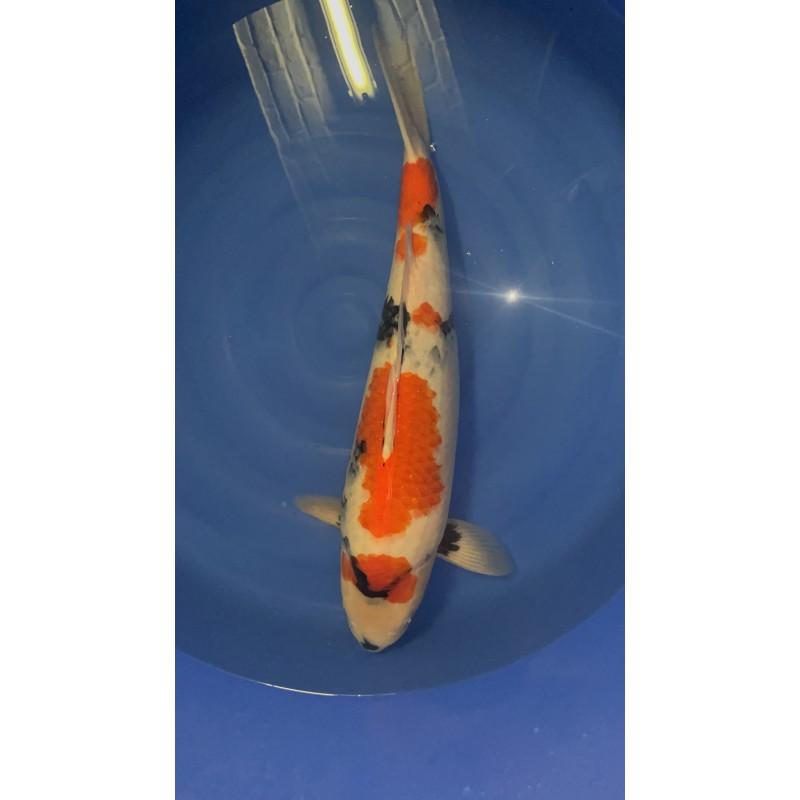 SHOWA SANSAÏ AZUKARI