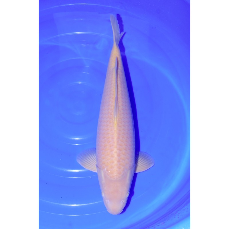 karashigoi Yagenji male