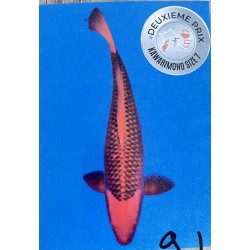 AKA MATSUBA MARUSEI  72CM