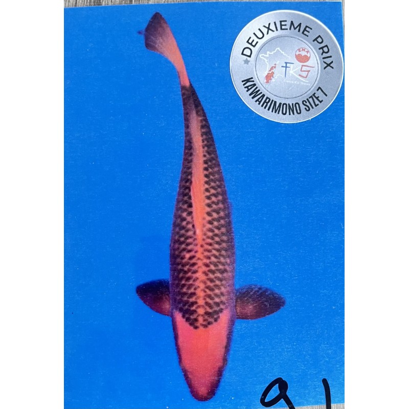 AKA MATSUBA MARUSEI  72CM