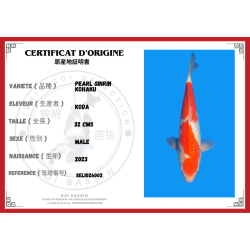 PEARL GINRIN KOHAKU NISAI