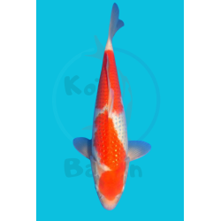 PEARL GINRIN KOHAKU NISAI