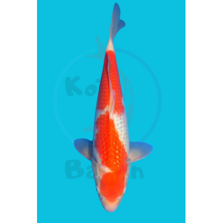 PEARL GINRIN KOHAKU NISAI