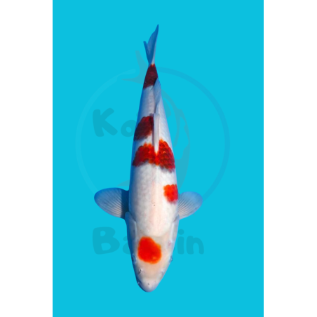 GOROMO NISAI SAKAZUME