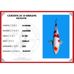 GOROMO NISAI SAKAZUME