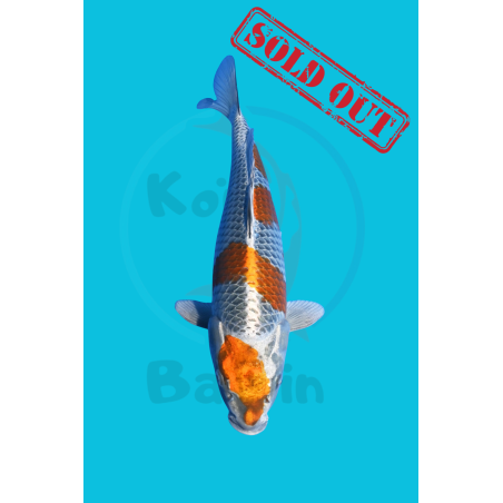 METALLIC KOGANE OCHIBA