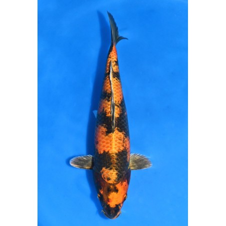 KIN KI UTSURI NISAI 45CM