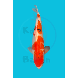 NISAI SANKE YAMAMATSU