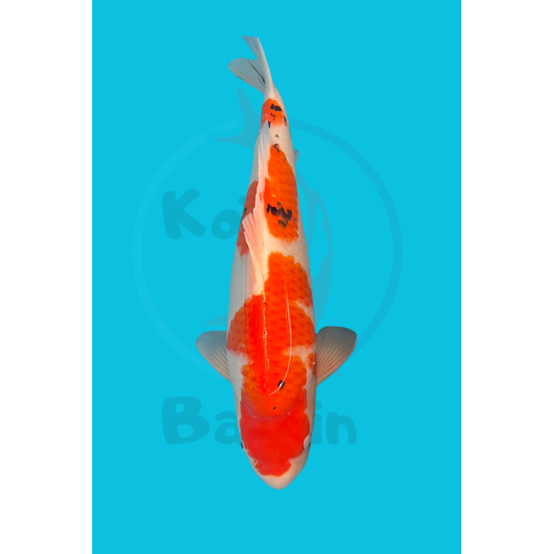 copy of NISAI GOSANKE MATSU