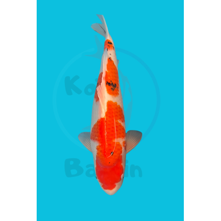 copy of NISAI GOSANKE MATSU