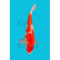 NISAI SANKE YAMAMATSU