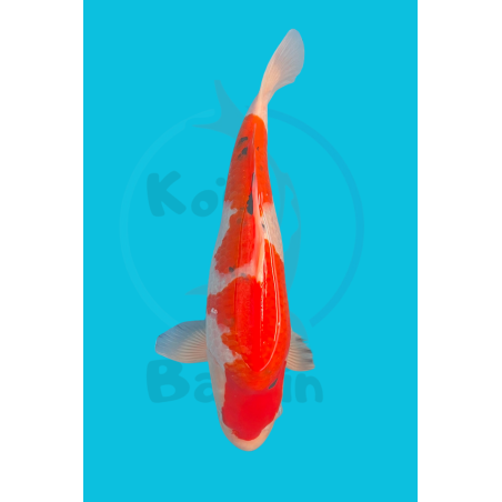 NISAI SANKE YAMAMATSU