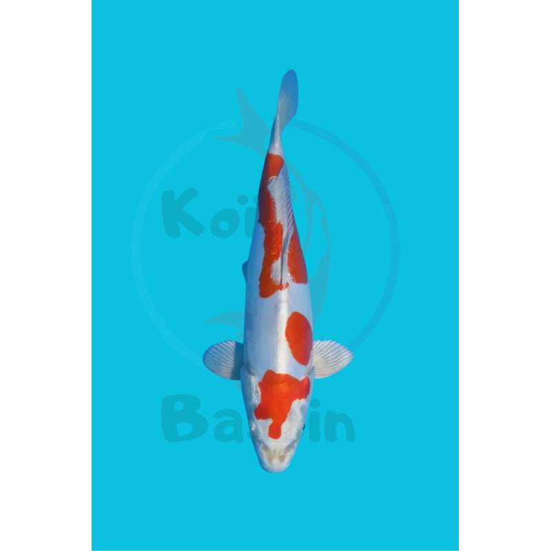 kikusui femelle nisai Miyatora