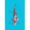 kikusui femelle nisai Miyatora