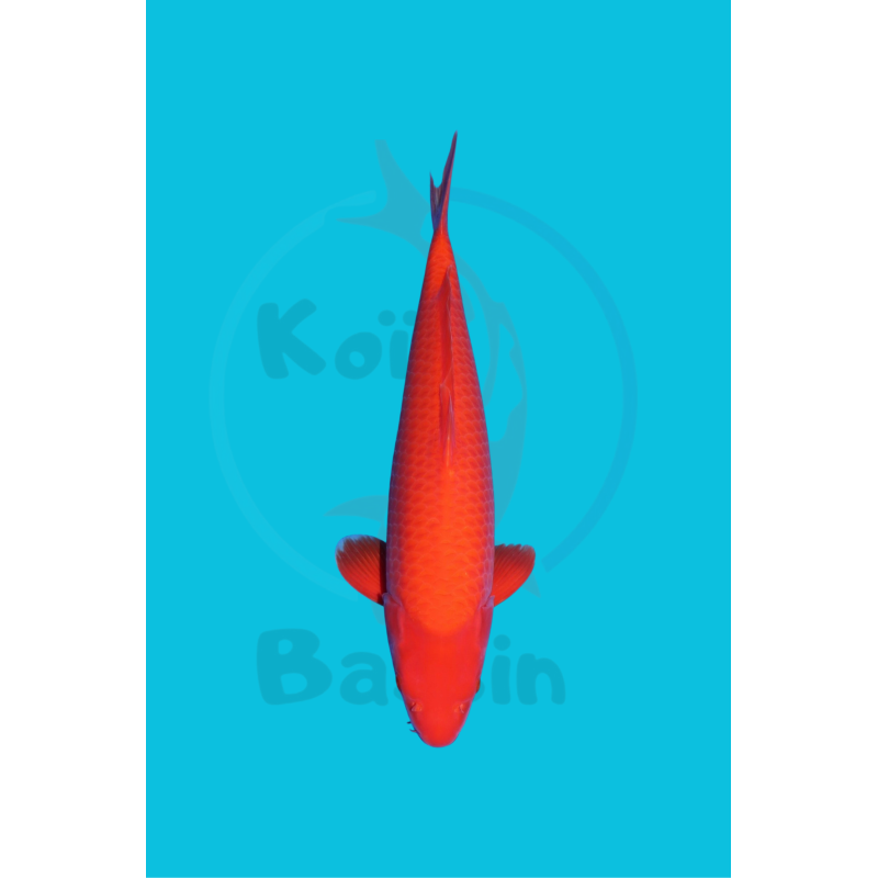 BENIGOI NISAI FEMELLE 51CM OGATA