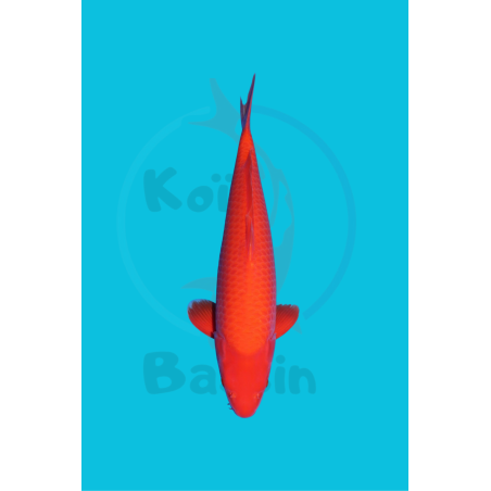 BENIGOI NISAI FEMELLE 51CM OGATA